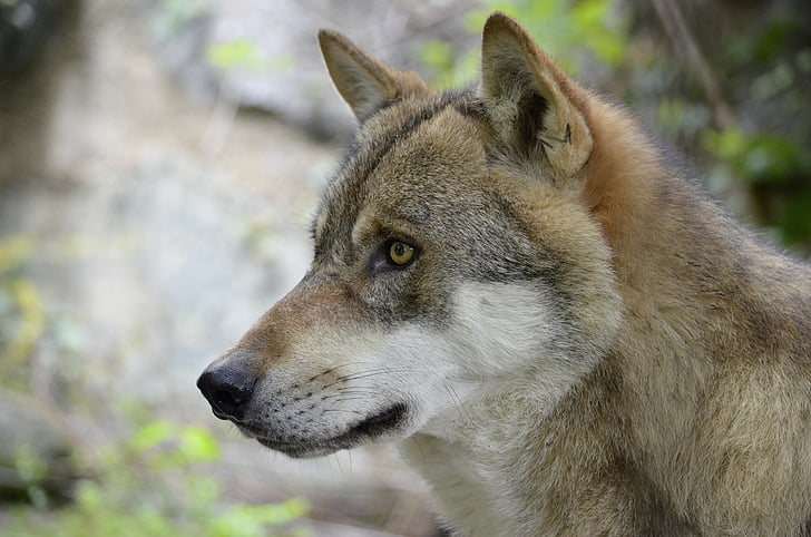 Free photo: wolf, wolf face, wild animal, dangerous, snout, animal, fluffy  | Hippopx