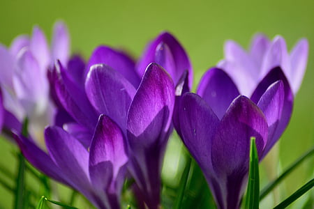 Крокус, закрыть, frühlingsblüher, фиолетовый, фиолетовый, цветок, хрупкость