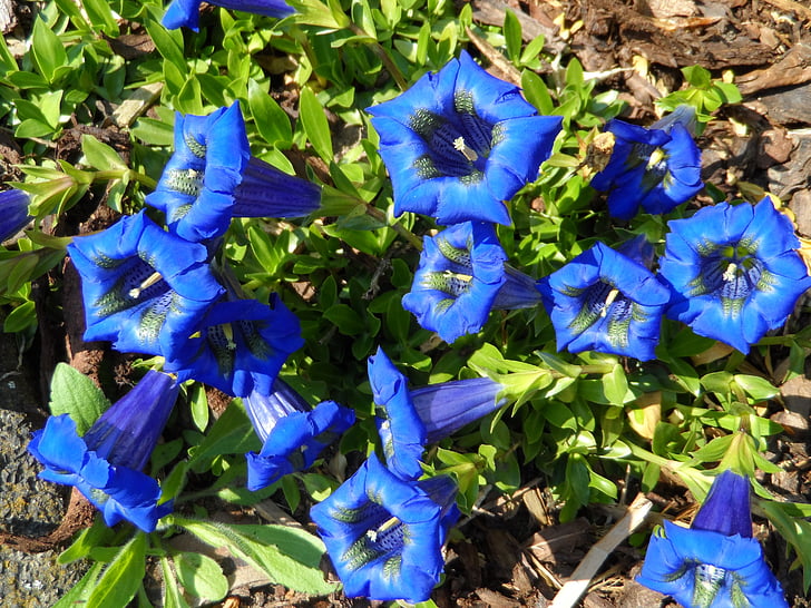 gentian, blue, flowers, bloom, grow, inflorescence, stamens