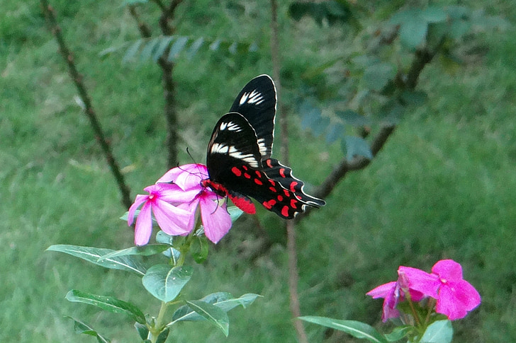 Rosa carmesí, mariposa, pachliopta hector, mariposa de swallowtail, Dharwad, India