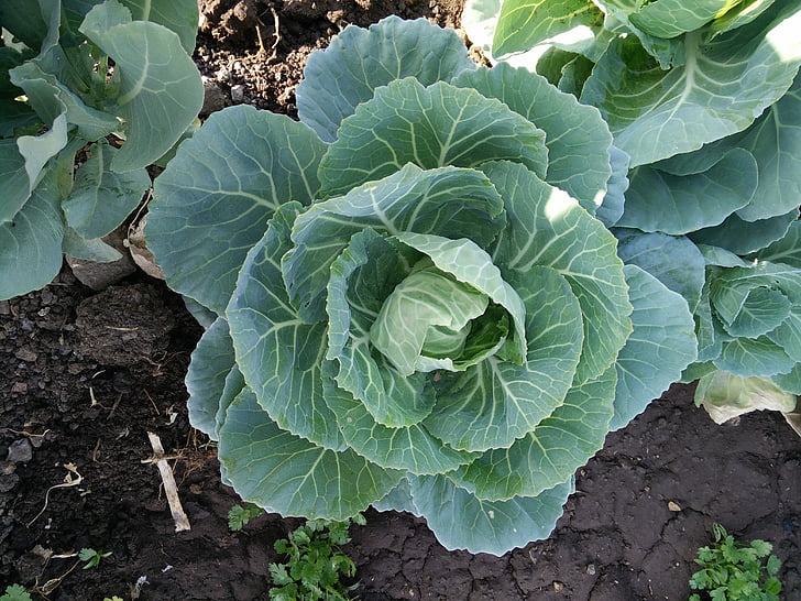 cabbage, vegetables, garden