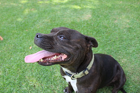 Staffie, Bull terrier, Staffordshire, perro, staffy, canino, mascota