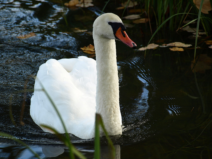swan, bird, animal, lake, swim, swimming, nature