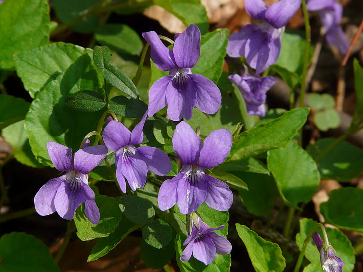 фиолетовый Wald, фиолетовый, фиолетовый, Голубой, Дикий цветок, Блум, Блоссом