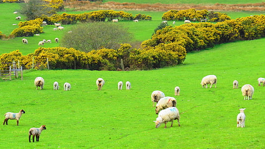 Iirimaa, lambad, roheline, maastik, loodus, talu, põllumajandus