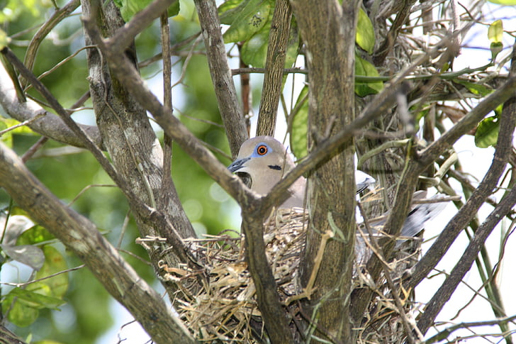 bird's nest, dove, pigeon, nest, bird, breeding, nature