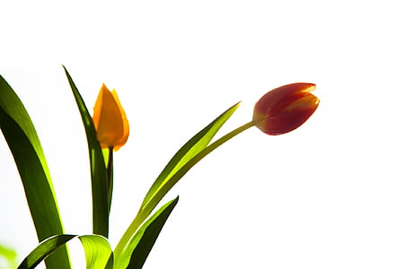 Tulipaner, blomstrende, blomst, plante, gul, natur, baggrundslys