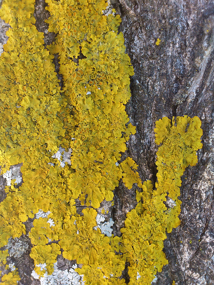 automne, lichen, arbre