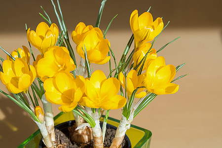 crocus, flowers, spring flowers, yellow, sunlight, tender, yellow flowers