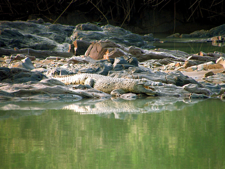 crocodile, sauvage, animal, rivière, Namibie, vert, eau