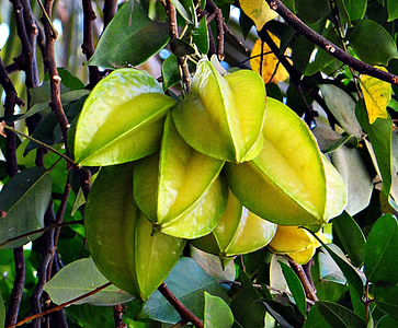 Starfruit, karambolos (averrhoa carambola), prinokusių, karambolos, tropinių vaisių, Indija
