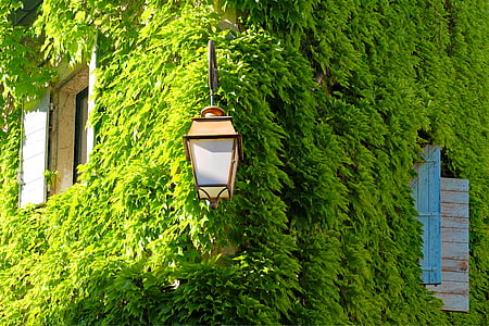 Viriginia Schlingpflanze, Efeu, Haus, Fassade, Grün, Gebäude, Gemüse