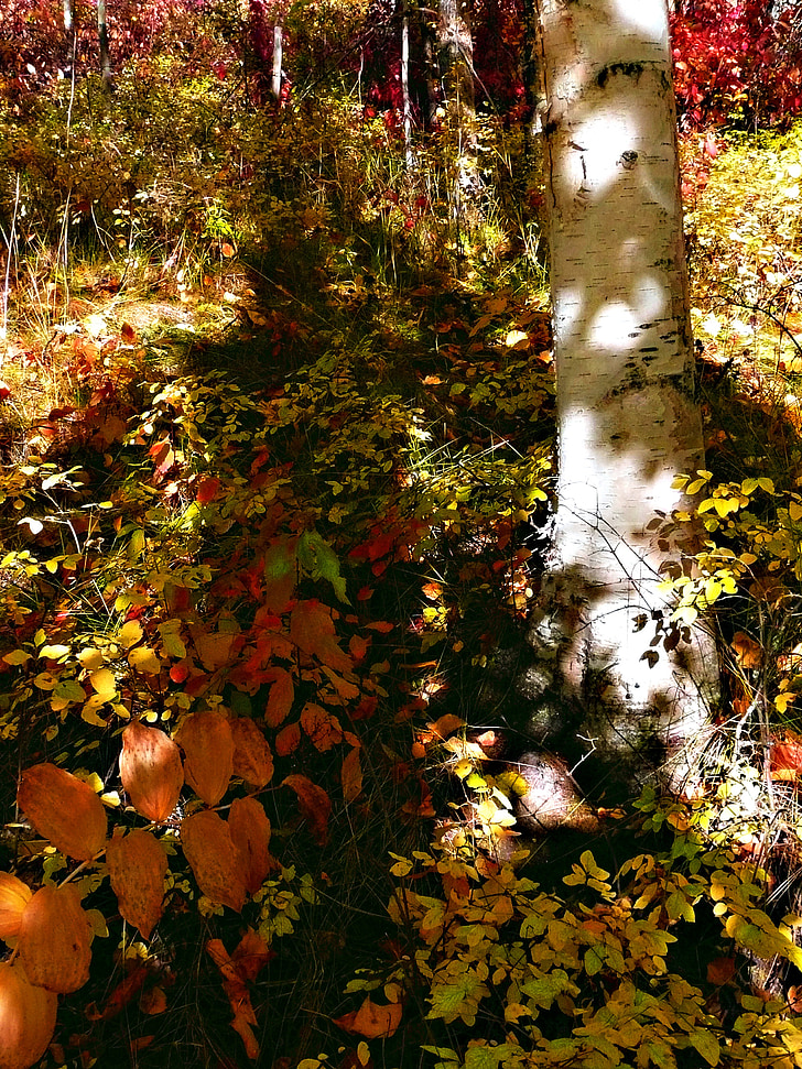 Babie leto, jeseň, strom, organické, poľnohospodárstvo, vonku, životné prostredie