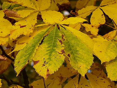 есента цветове, Есенни листа, Есен, цветни, листа, цвят, природата