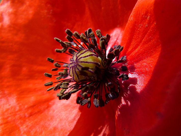 poppy, pistils, pollen detail, beauty