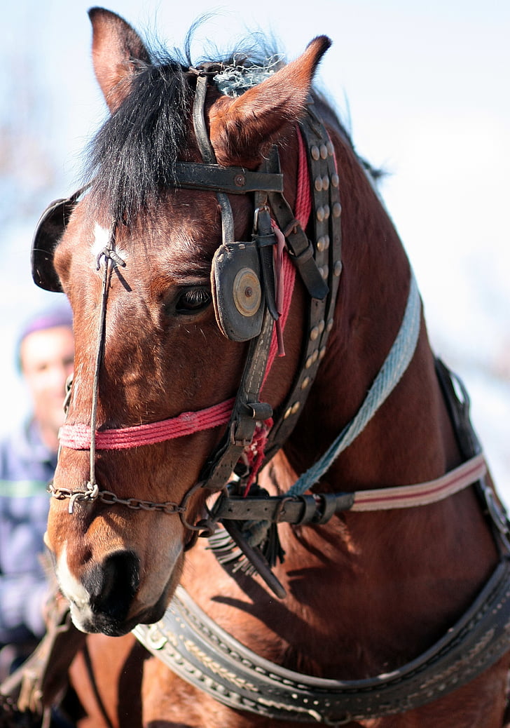 Koń, brązowy, zwierzętom, u koni