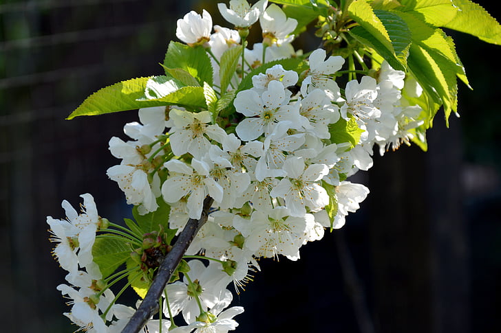 Primavera, flores, árvore de fruto em flor, flor de cerejeira, planta, fechar, cerejas