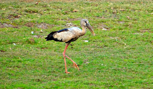 ázsiai nyitott bill stork, tátogató gólya, gólya, madár, WADER, India