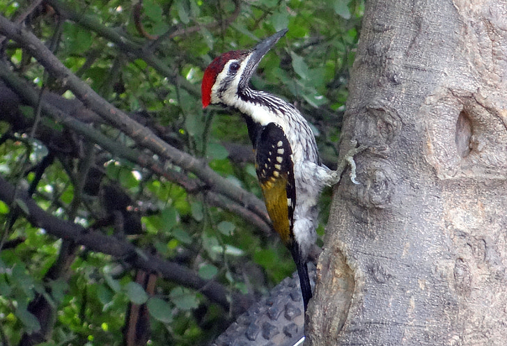 svart-rumped sultanspett, hackspett, dinopium benghalense, mindre guld-backed woodpecker, mindre goldenback, fågel, Bharatpur