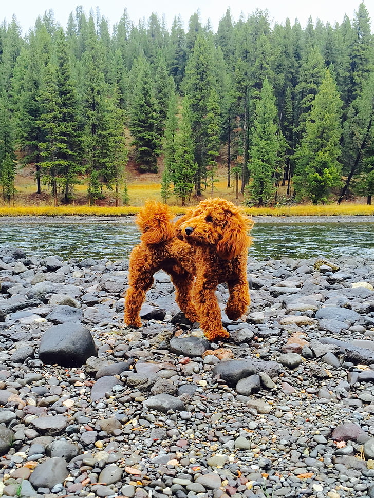 anjing, pudel, goldendoodle, anjing lucu, Kolam, Yellowstone