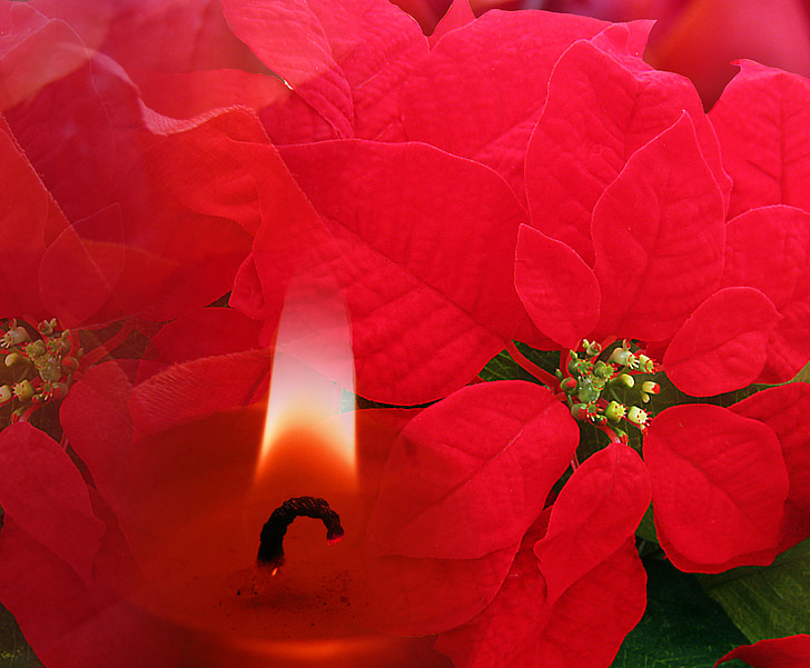 decoració, Nadal, fons, vermell, flor de Pasqua, Espelma
