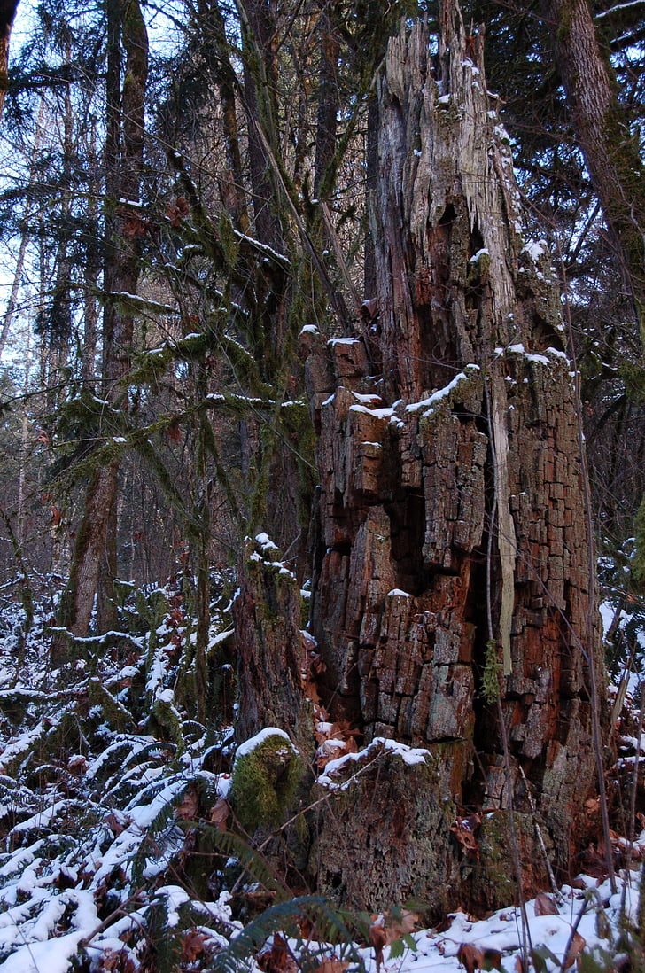 gốc cây, gỗ, rừng, tuyết, mùa đông, thối