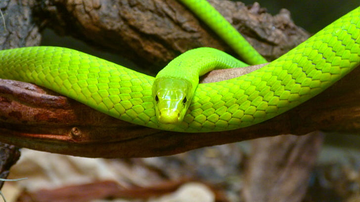 mamba vert, serpent, toxique, dangereuses, échelle, reptile, nature