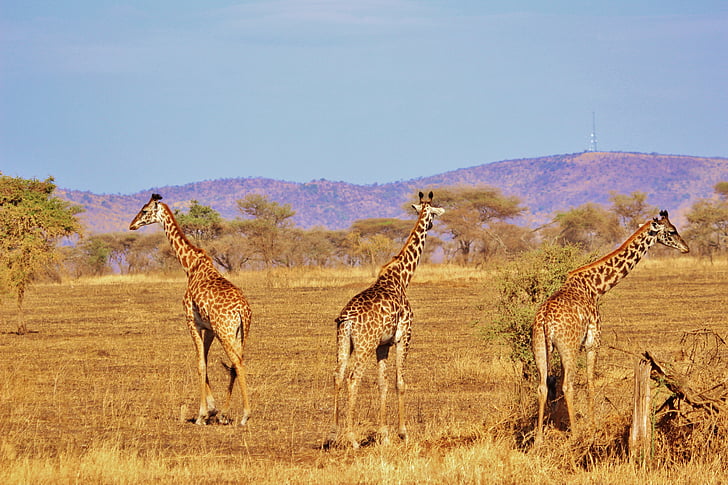 žirafa, Příroda, Safari, Afrika, Serengeti, Příroda serengeti, Tanzanie
