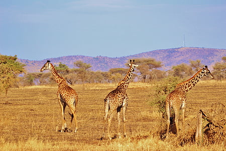 jerapah, alam, Safari, Afrika, Serengeti, serengeti alam, Tanzania
