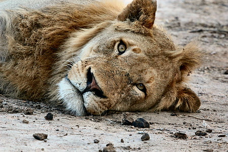 Afrika, dyr, dyr fotografering, close-up, løve, makro, Zoo