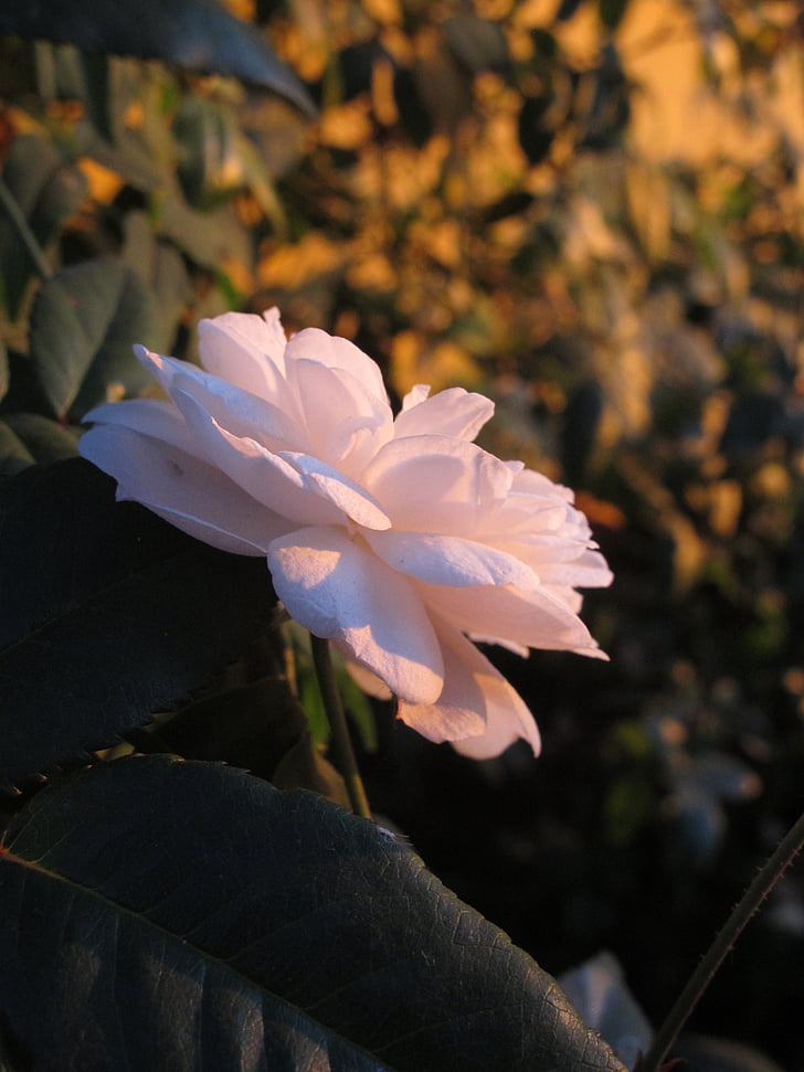 Rosa, gradina, natura, floare, roz, alb, apus de soare