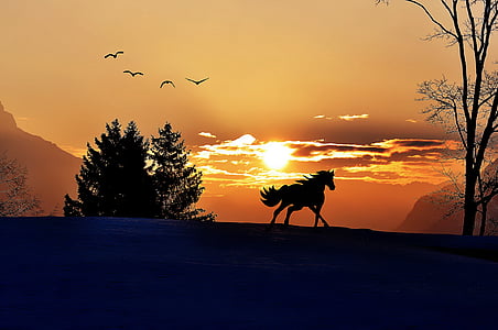 zonsopgang, ochtend, luchten, morgenstimmung, zonlicht, verlichting, paard