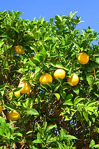 oranges, arbre, Algarve