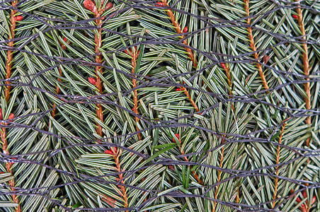 nordmann fir, christmas tree, christmas, packed, network, fir