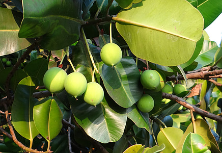 beauty leaf, alexandrian laurel, fruit, nut, flora, sultan champa, surangi