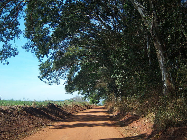 dirt road, clod soil road, farm, trees