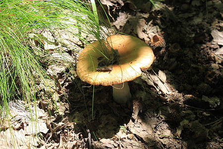 brittlegill, smrdutá, nepoživatelné, jedovatý, Holubinka, páchnoucí, houby houby