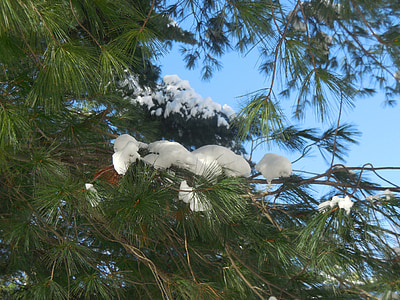 snow, branch, tree, pine tree, winter, snowflake, christmas