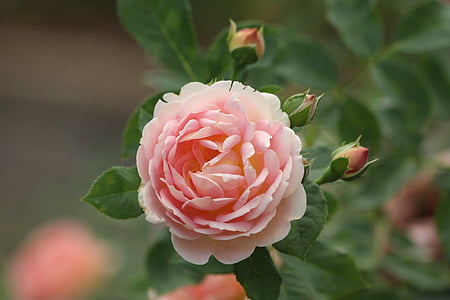 Роза, розово, Грийн, цветни, Блум, романтика, венчелистче