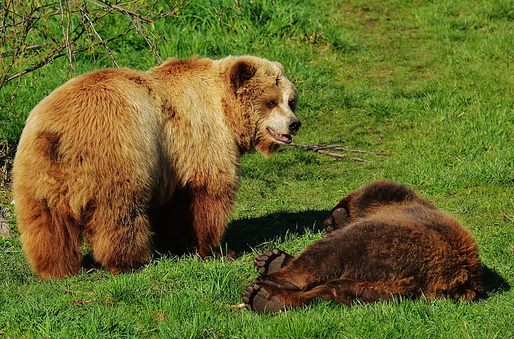 medve, Wildpark poing, játék, víz, vadon élő állatok, veszélyes, szőrme