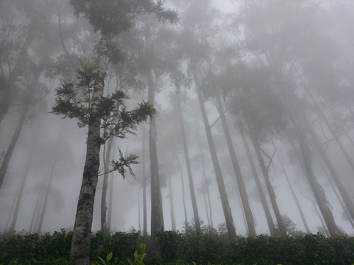 sede de Lipton, nevoeiro, floresta, haputhale, Sri lanka, natureza, Ásia