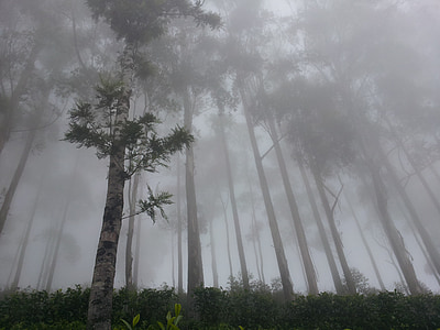 asiento de Lipton, niebla, bosque, Haputhale, Sri lanka, naturaleza, Asia
