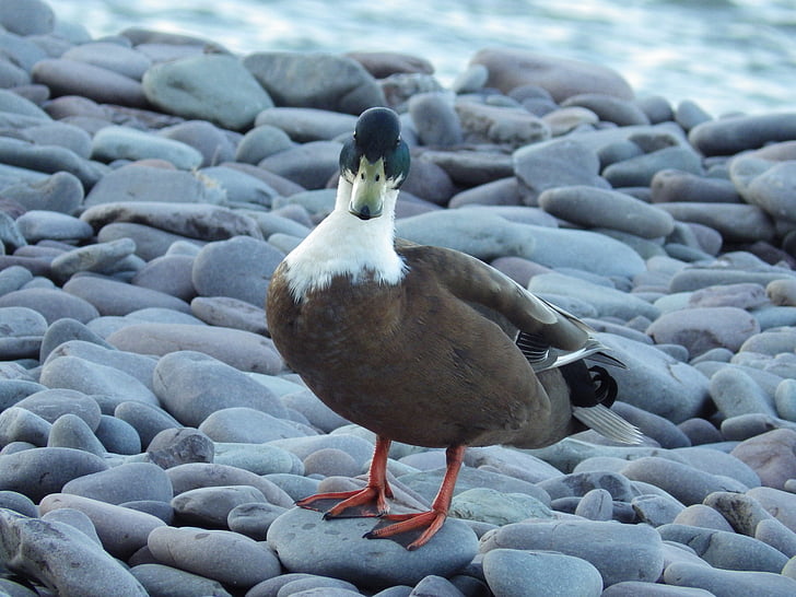 Quacky Ente, am Strand, cool