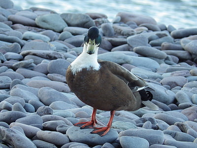 Quacky kachna, na pláži, Cool