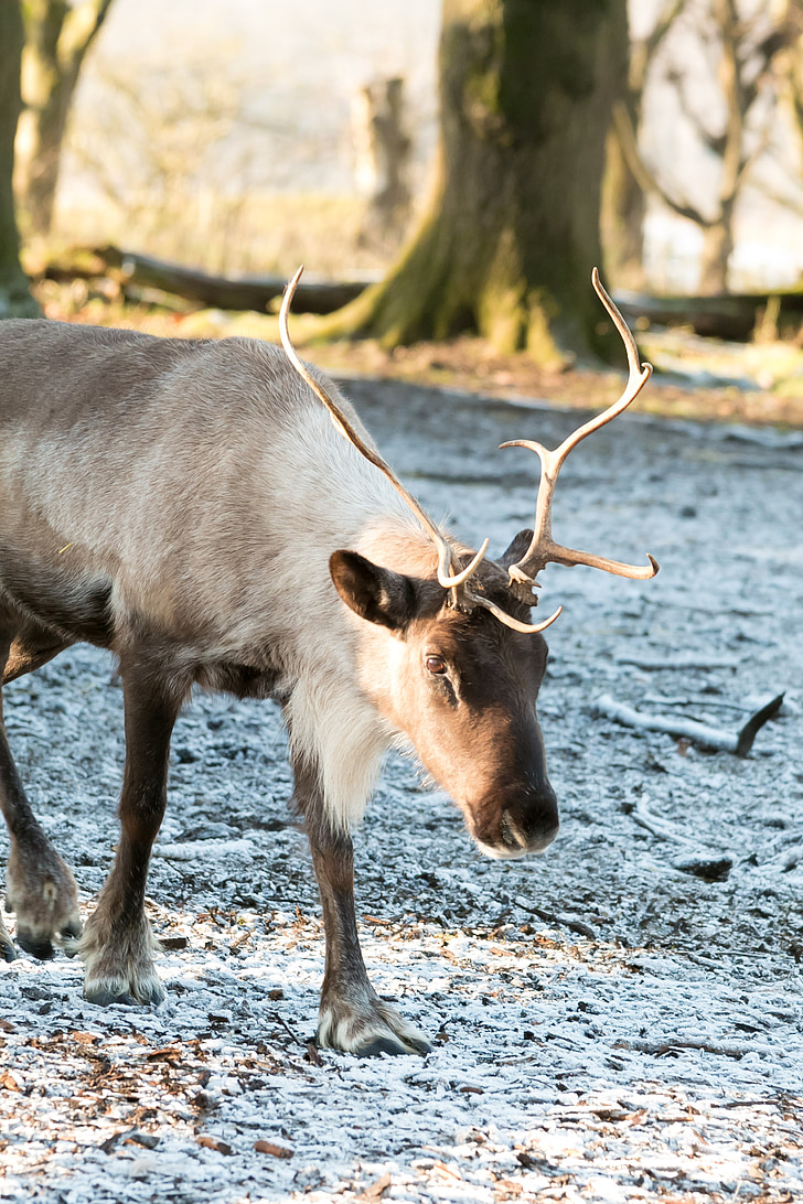 reindeer, snow, frost, walking, winter, christmas, xmas