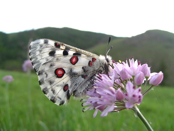 mongoli, 하얀, 나비