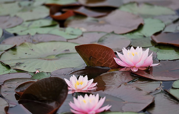 waterlilies, l'aigua, lliris d'aigua, Lotus, plantes aquàtiques, flor de Lotus, nenúfar