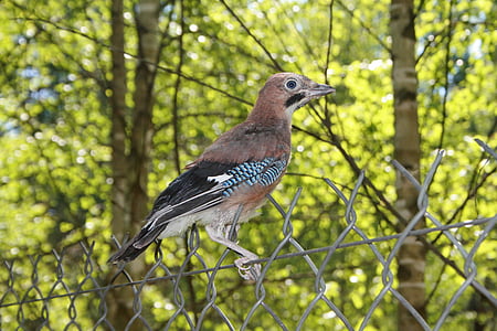 jay, bird, chick, young, summer, forest