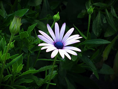 purple, petaled, flower, closeup, photography, flower stem, plant