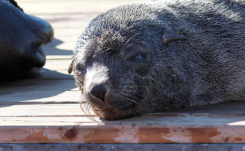 seal, sunbathing, docks, plank, rest, snout, fur
